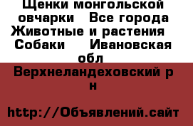 Щенки монгольской овчарки - Все города Животные и растения » Собаки   . Ивановская обл.,Верхнеландеховский р-н